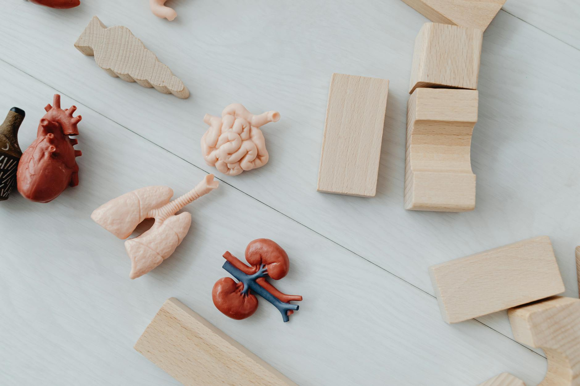 Edukatywne zabawki anatomiczne i drewniane klocki na szkolnej ławce